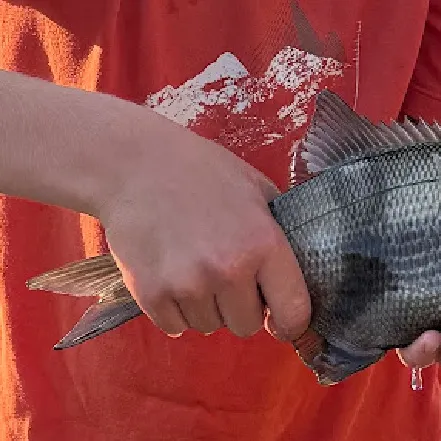 The most recent Striped seaperch catches on Fishbrain