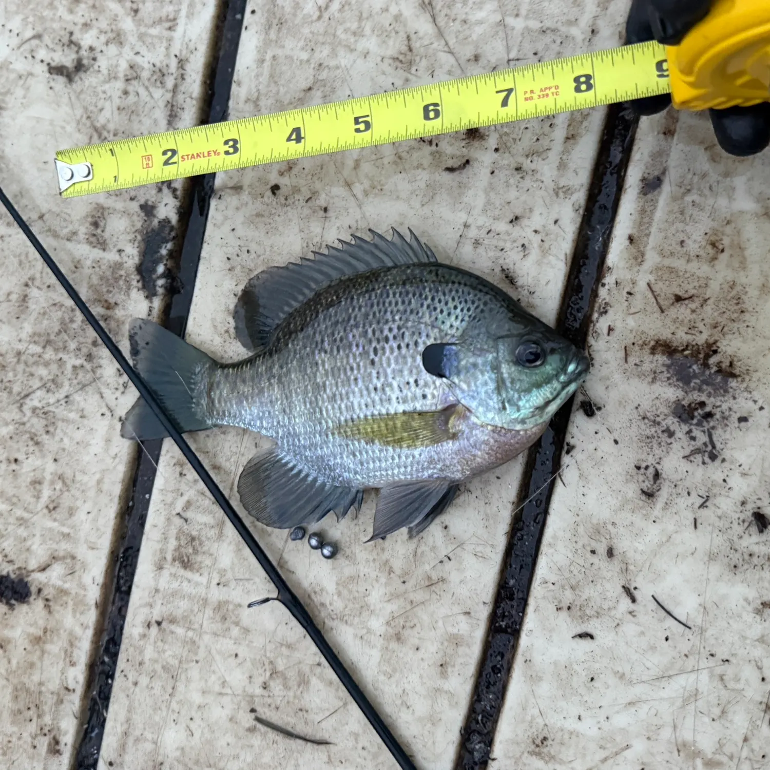 Bluegill caught on Fishbrain