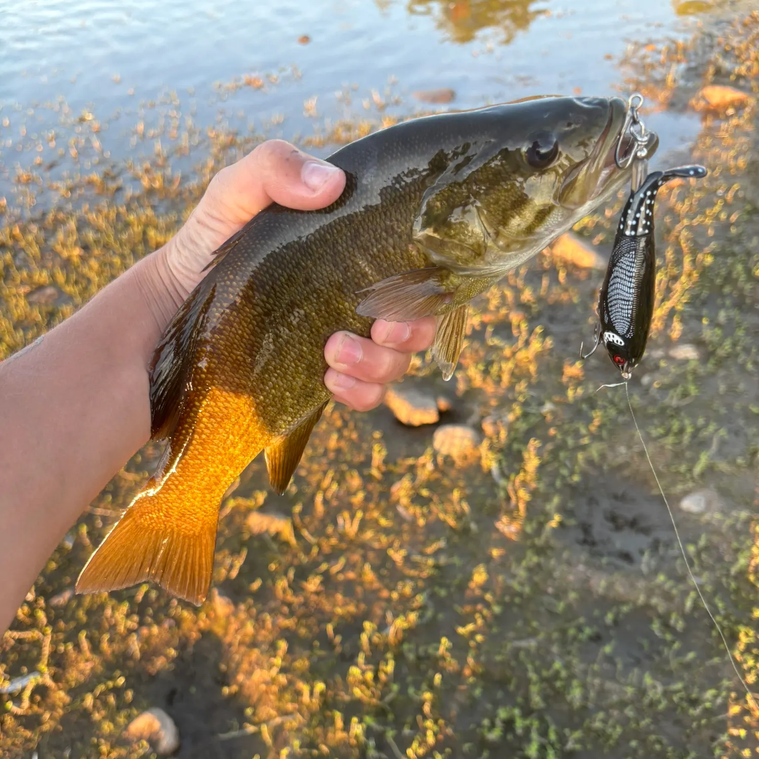 Smallmouth bass caught on Fishbrain
