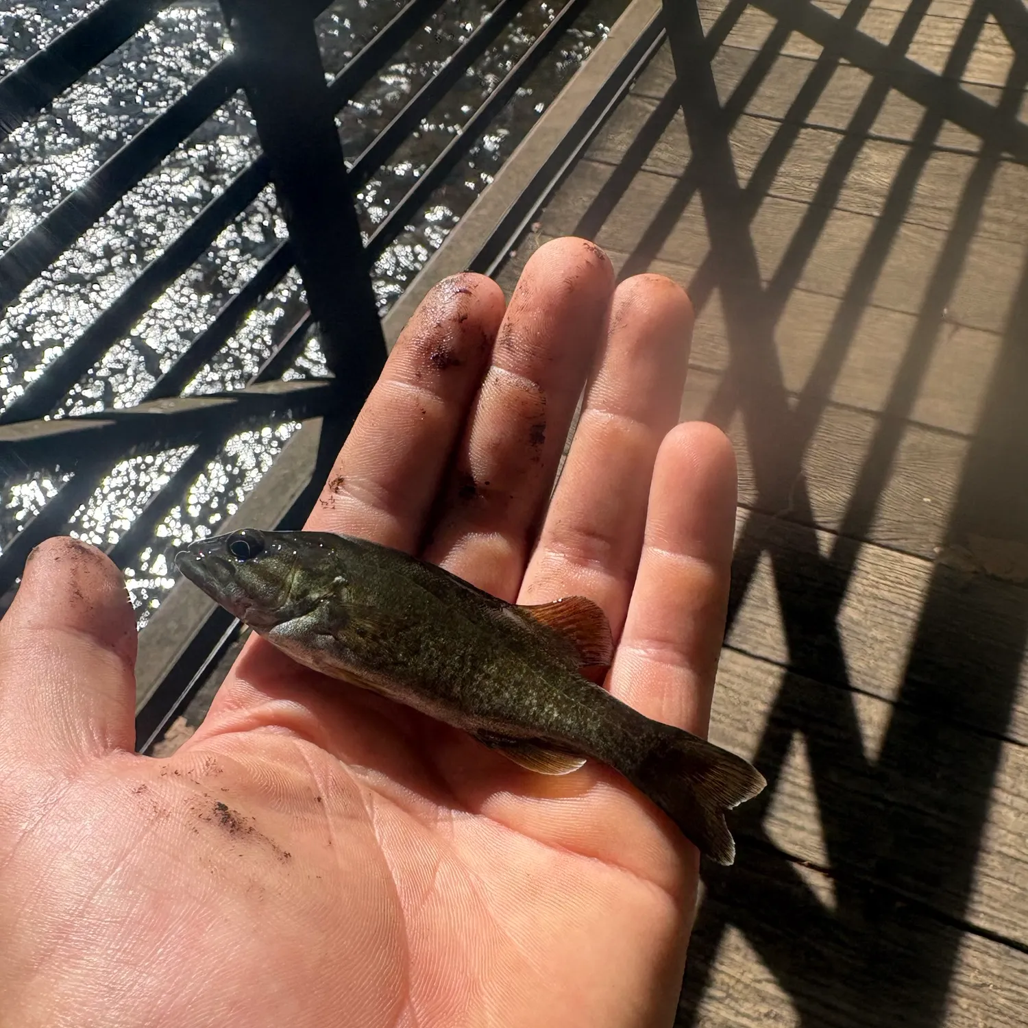 Smallmouth bass caught on Fishbrain