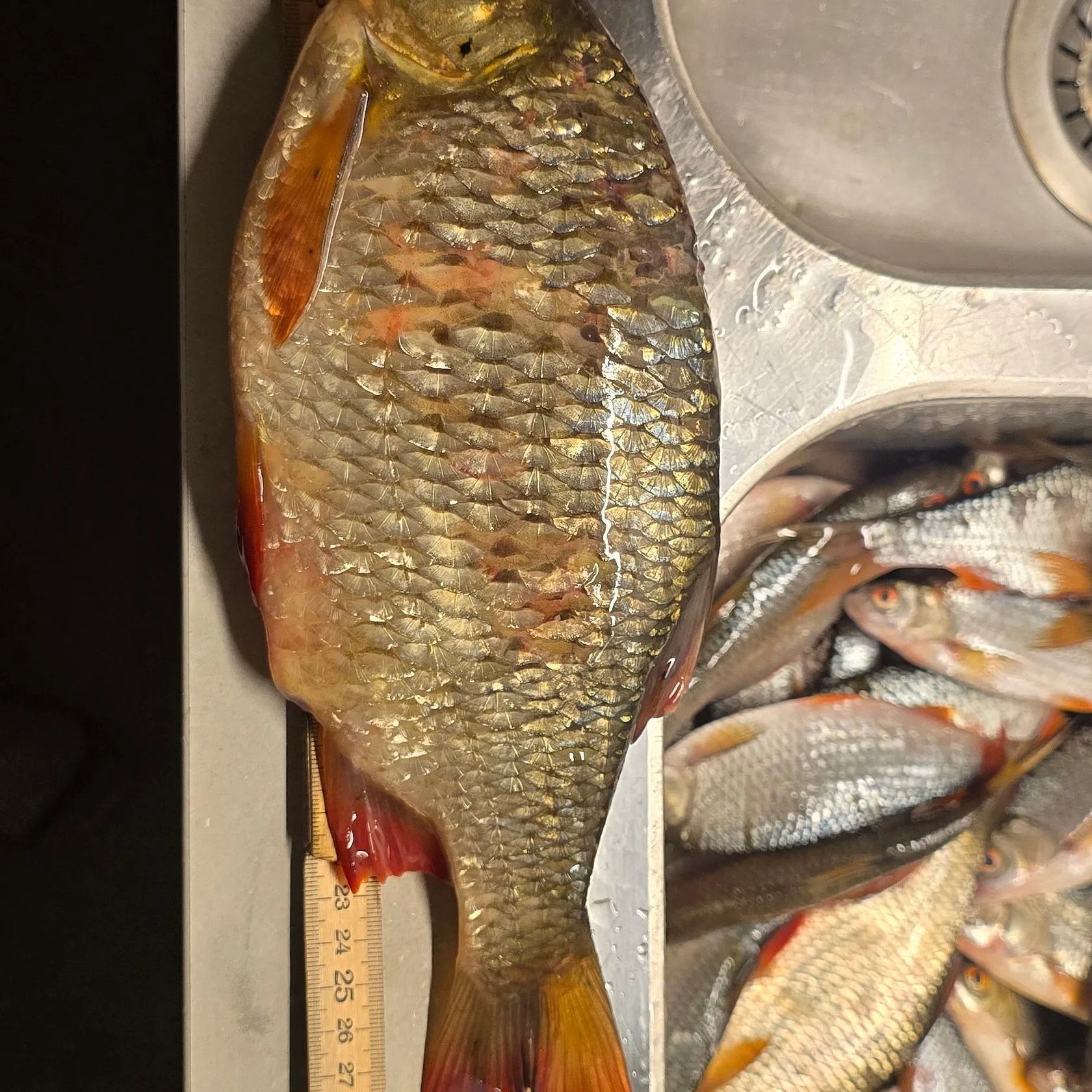 Common rudd caught on Fishbrain