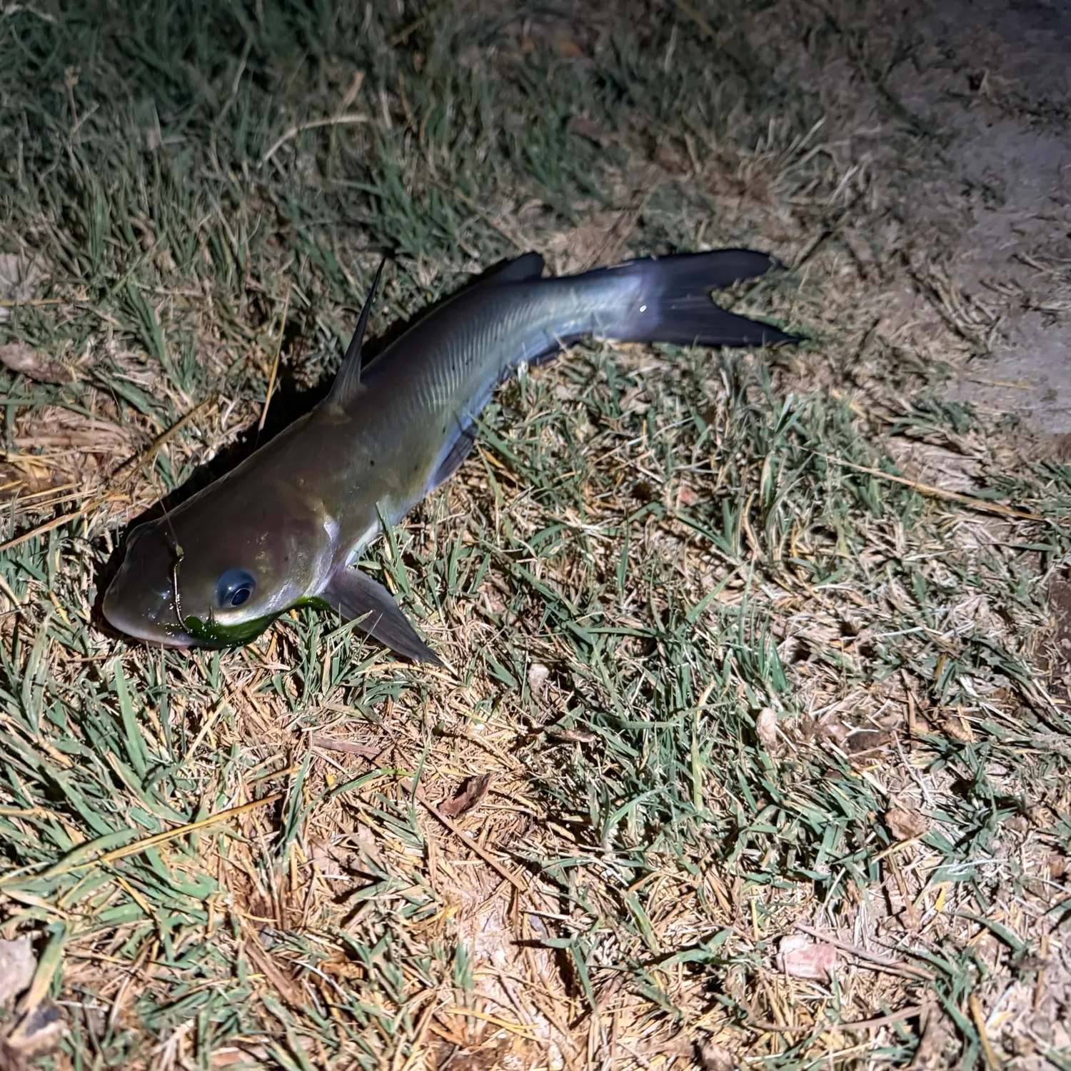 Channel catfish caught on Fishbrain