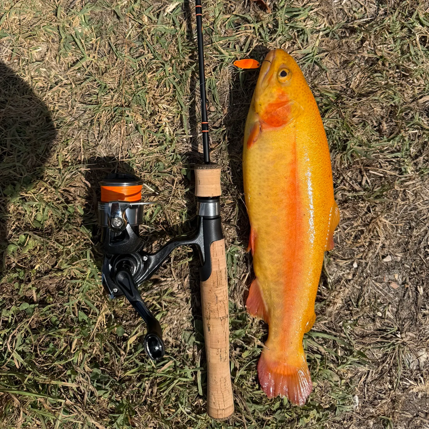 The most recent Golden rainbow trout catches on Fishbrain