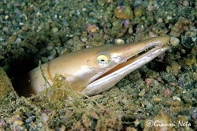 Serpent eel