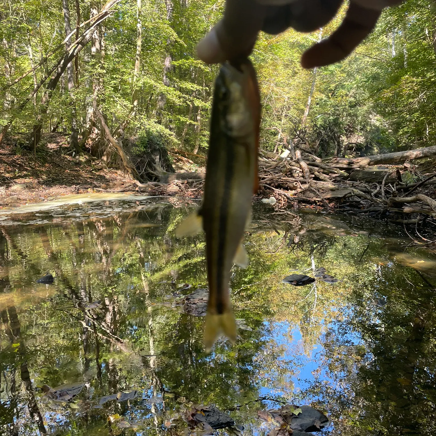 Creek chub caught on Fishbrain