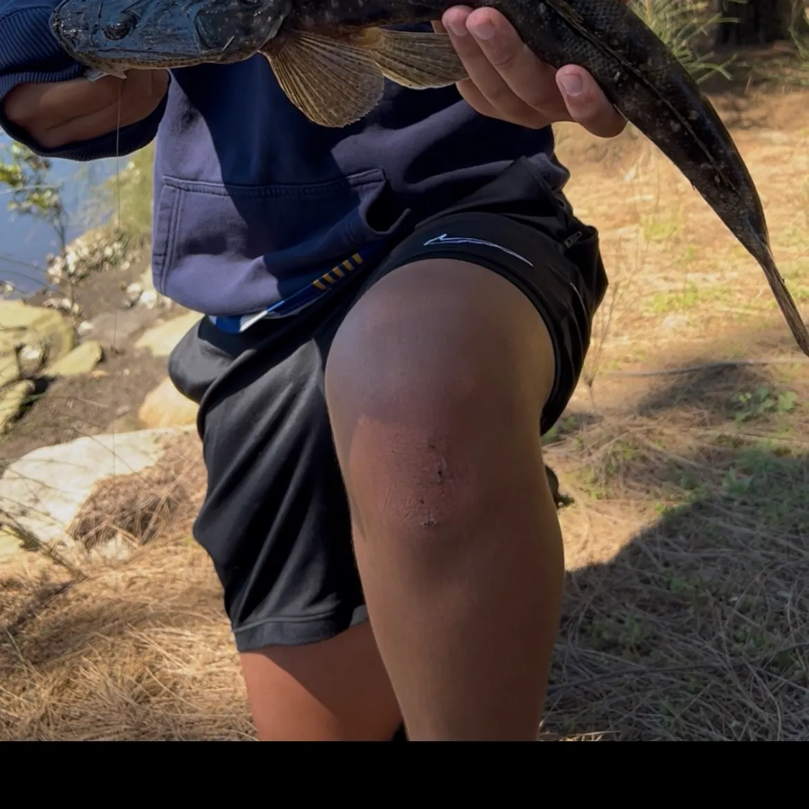 Dusky flathead caught on Fishbrain