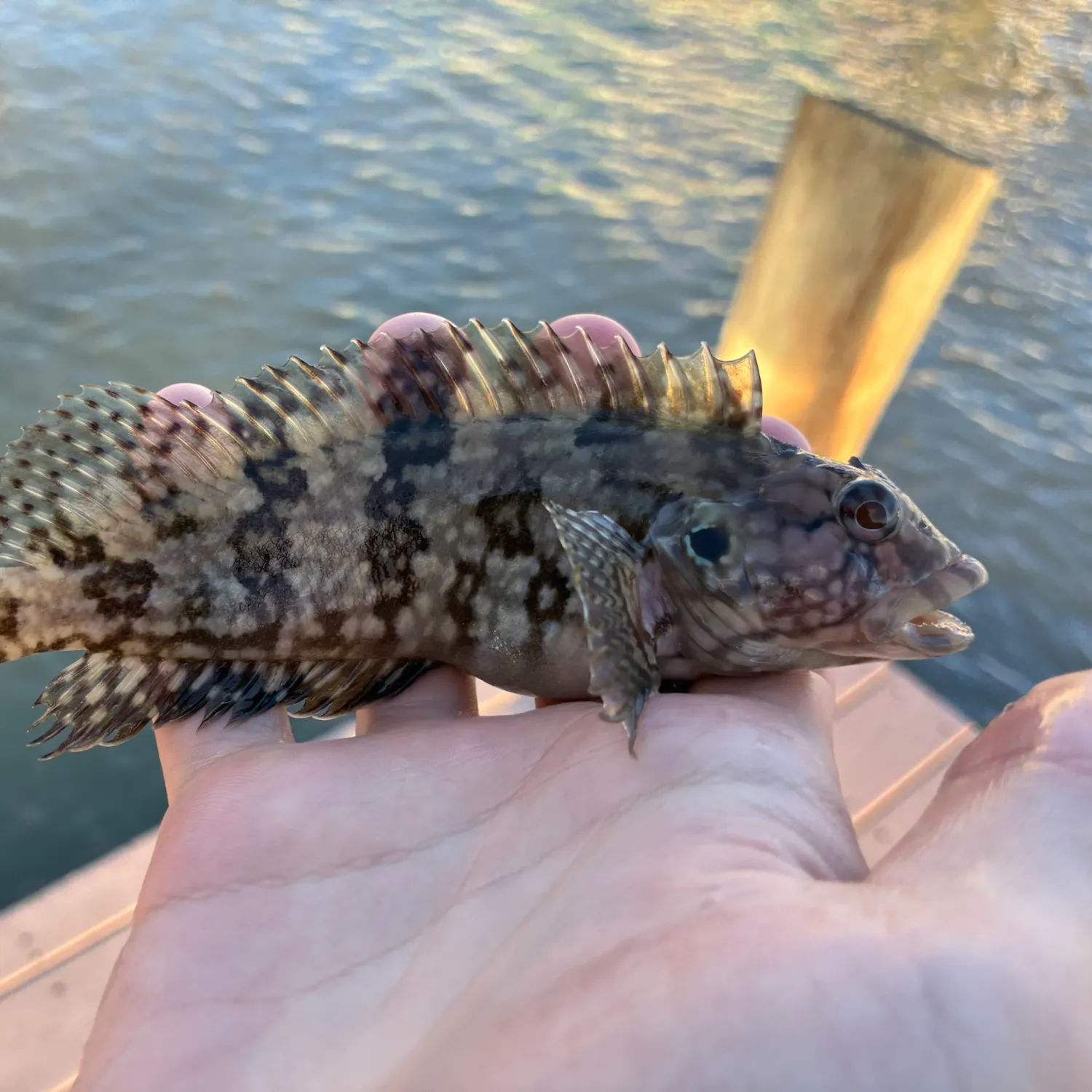 Masquerader hairy blenny caught on Fishbrain