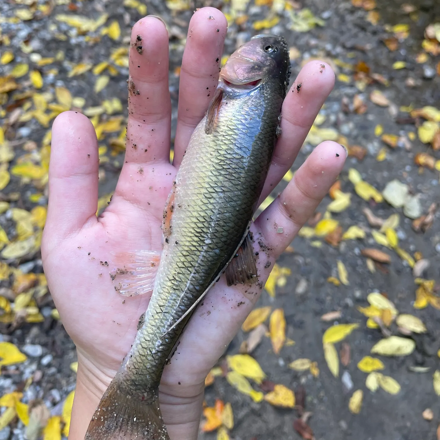 Creek chub caught on Fishbrain