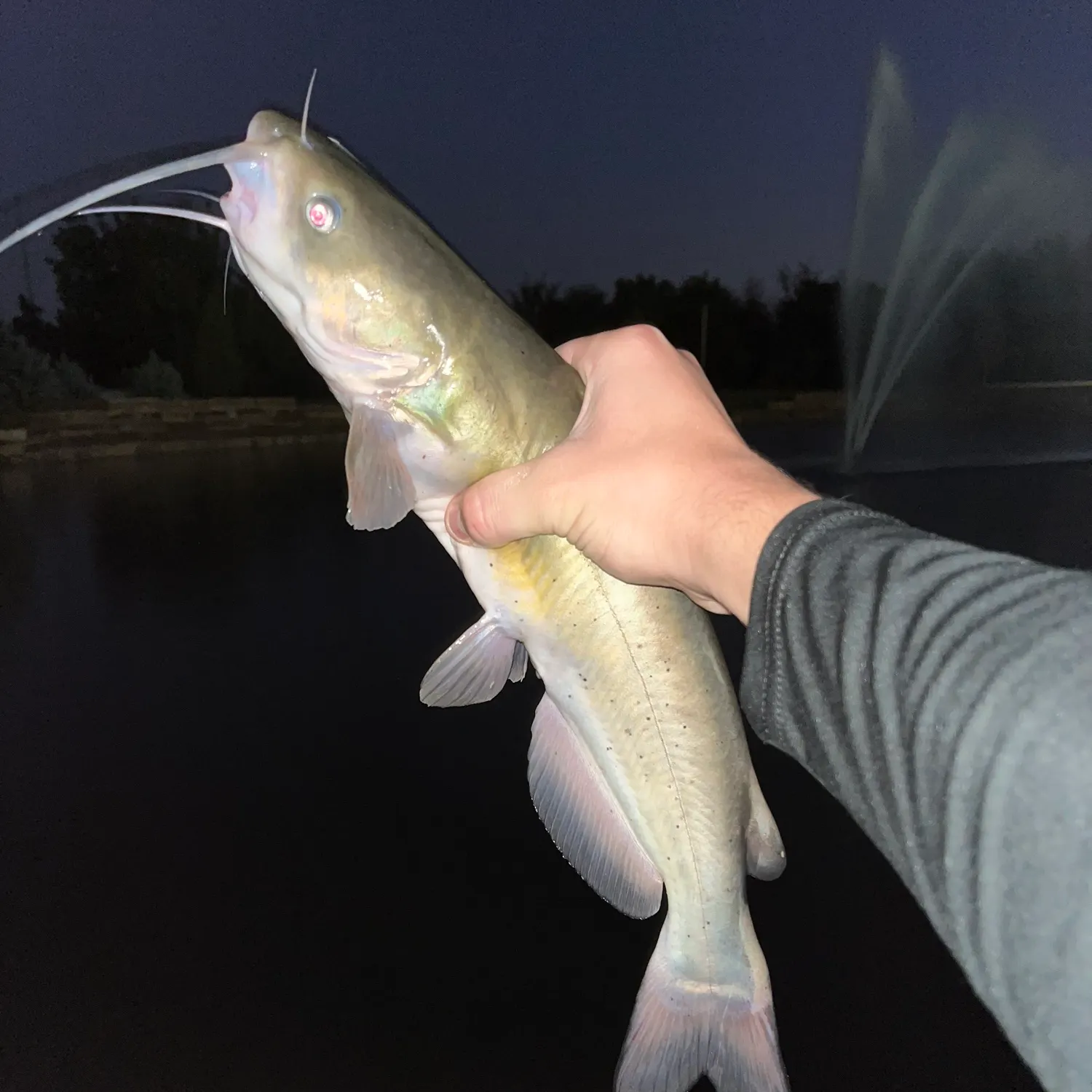 Channel catfish caught on Fishbrain