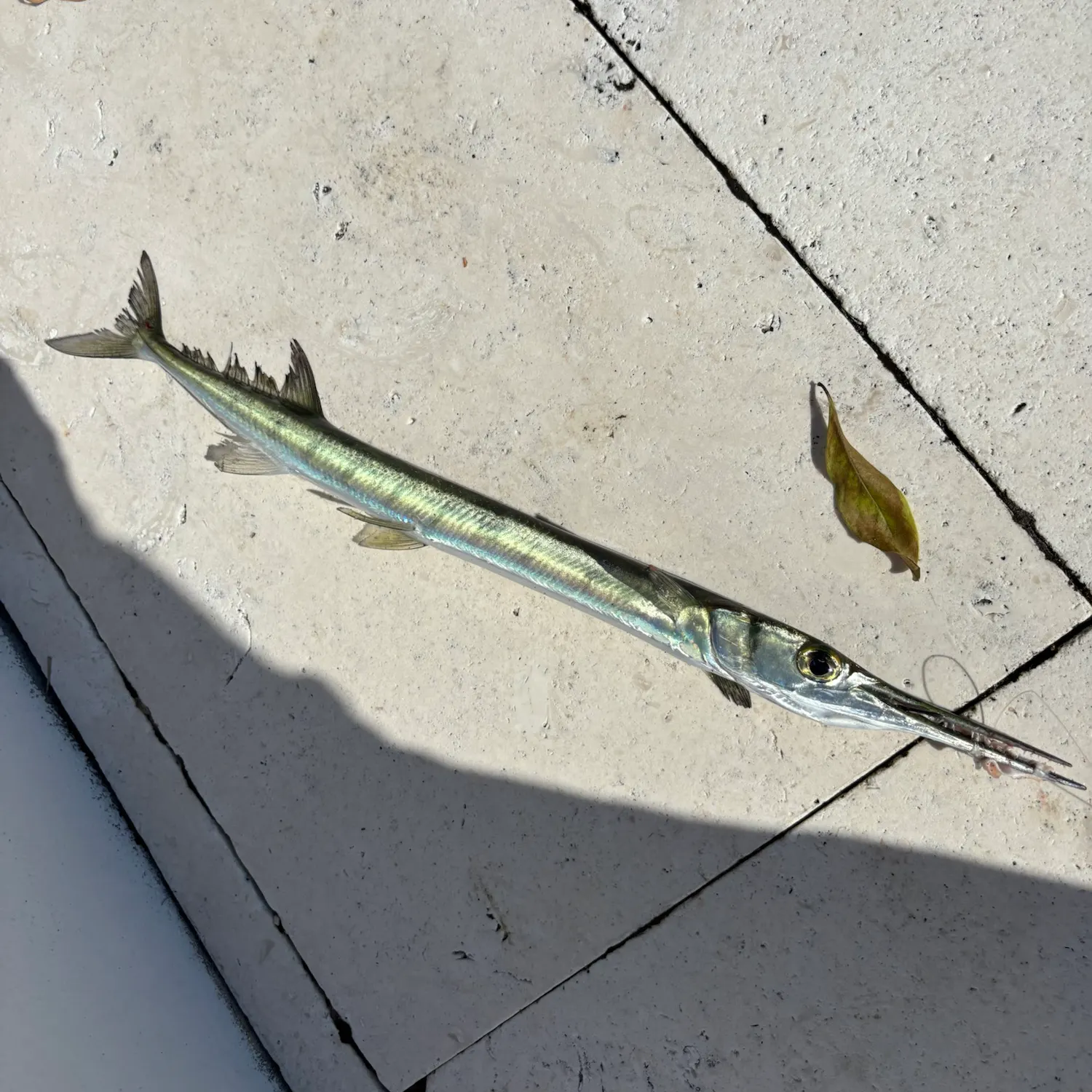 Atlantic needlefish caught on Fishbrain