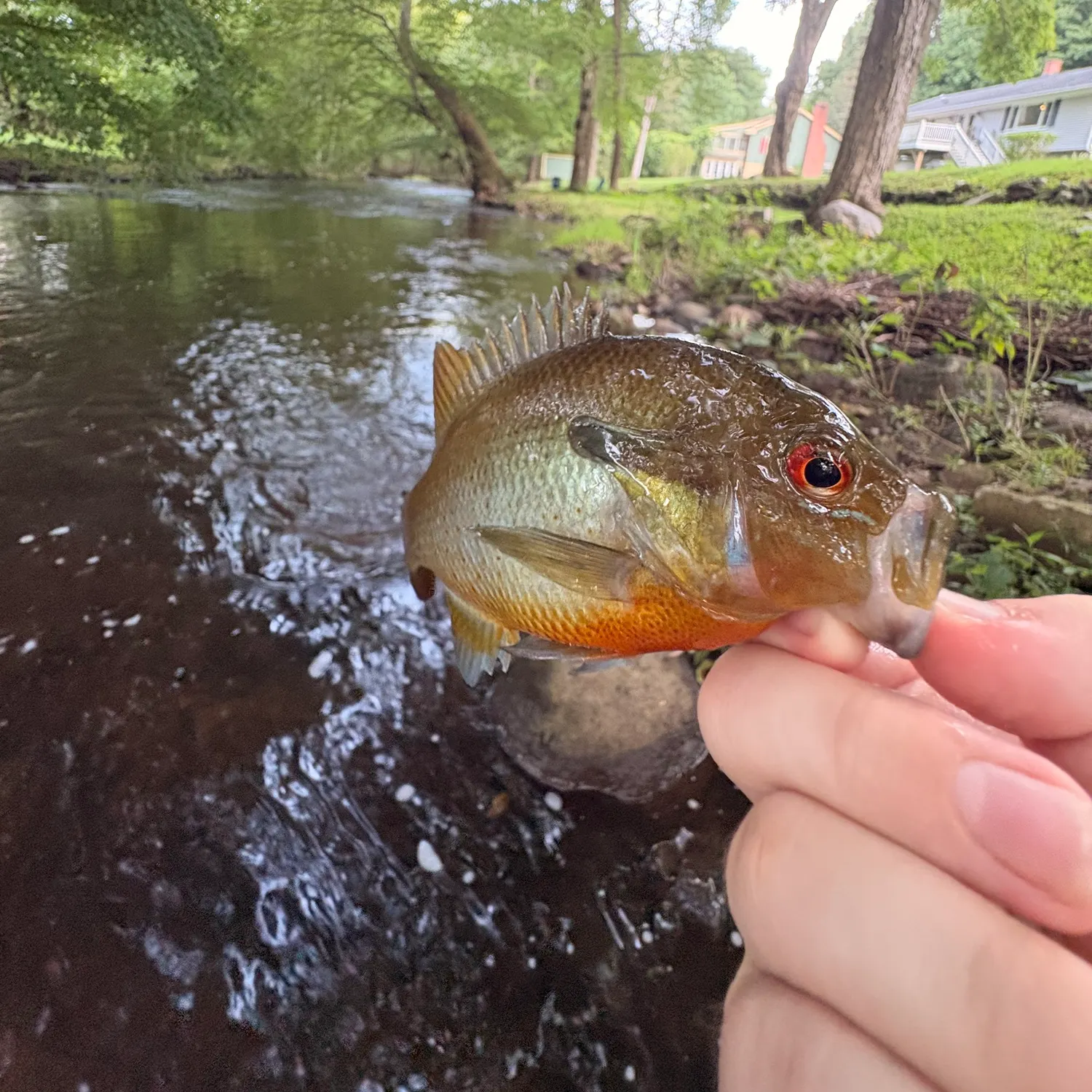 Redbreast sunfish caught on Fishbrain