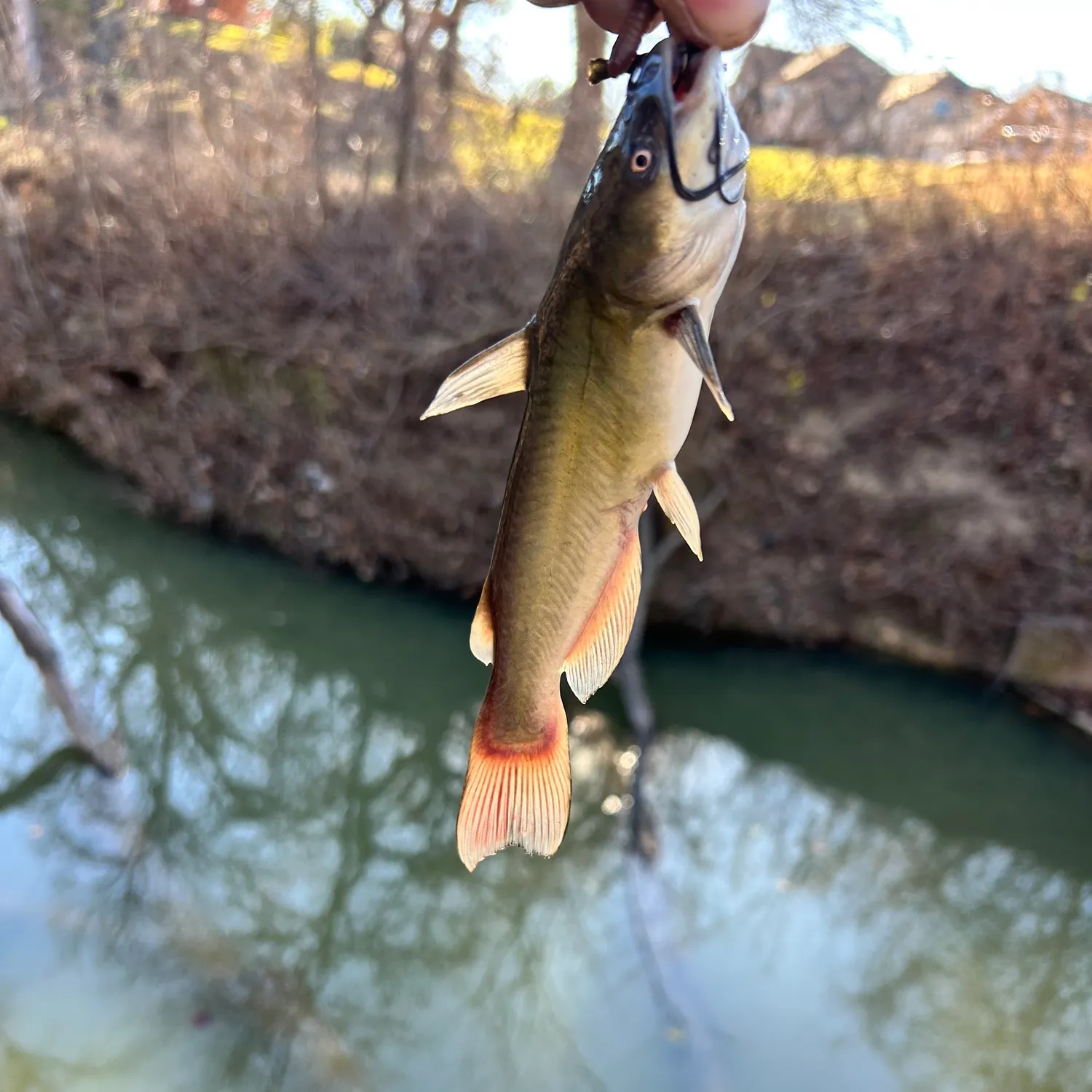 The most recent Black bullhead catches on Fishbrain