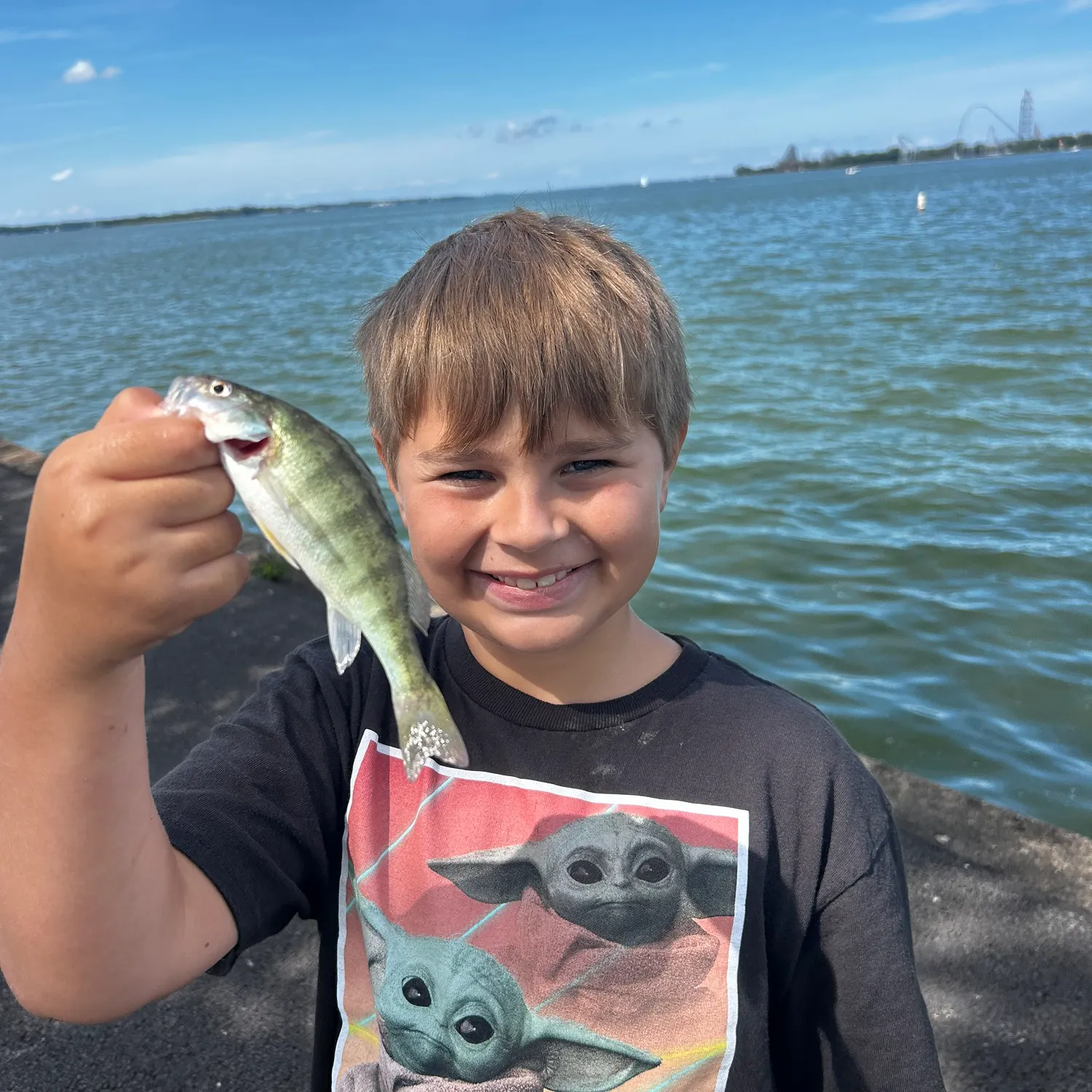 Yellow perch caught on Fishbrain