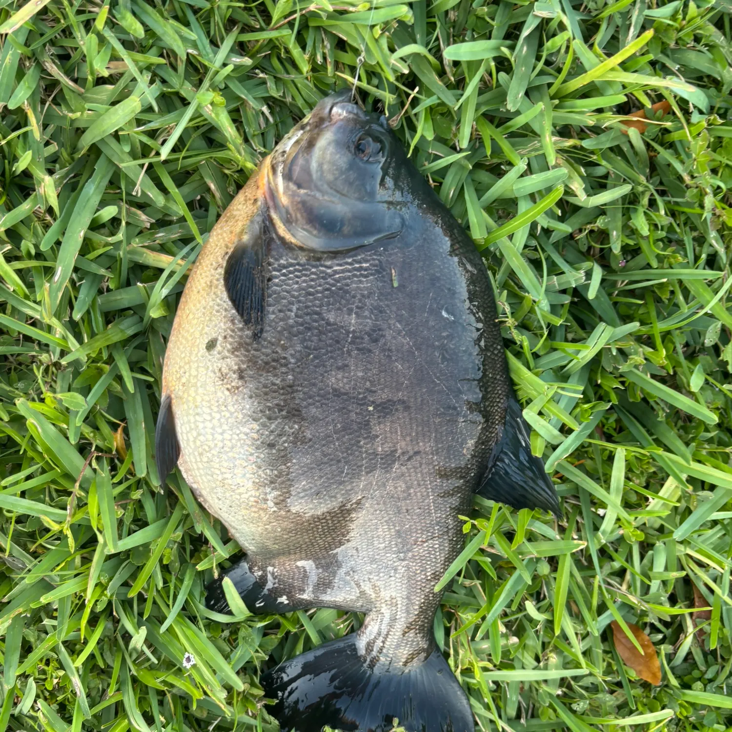 The most recent Black pacu catches on Fishbrain