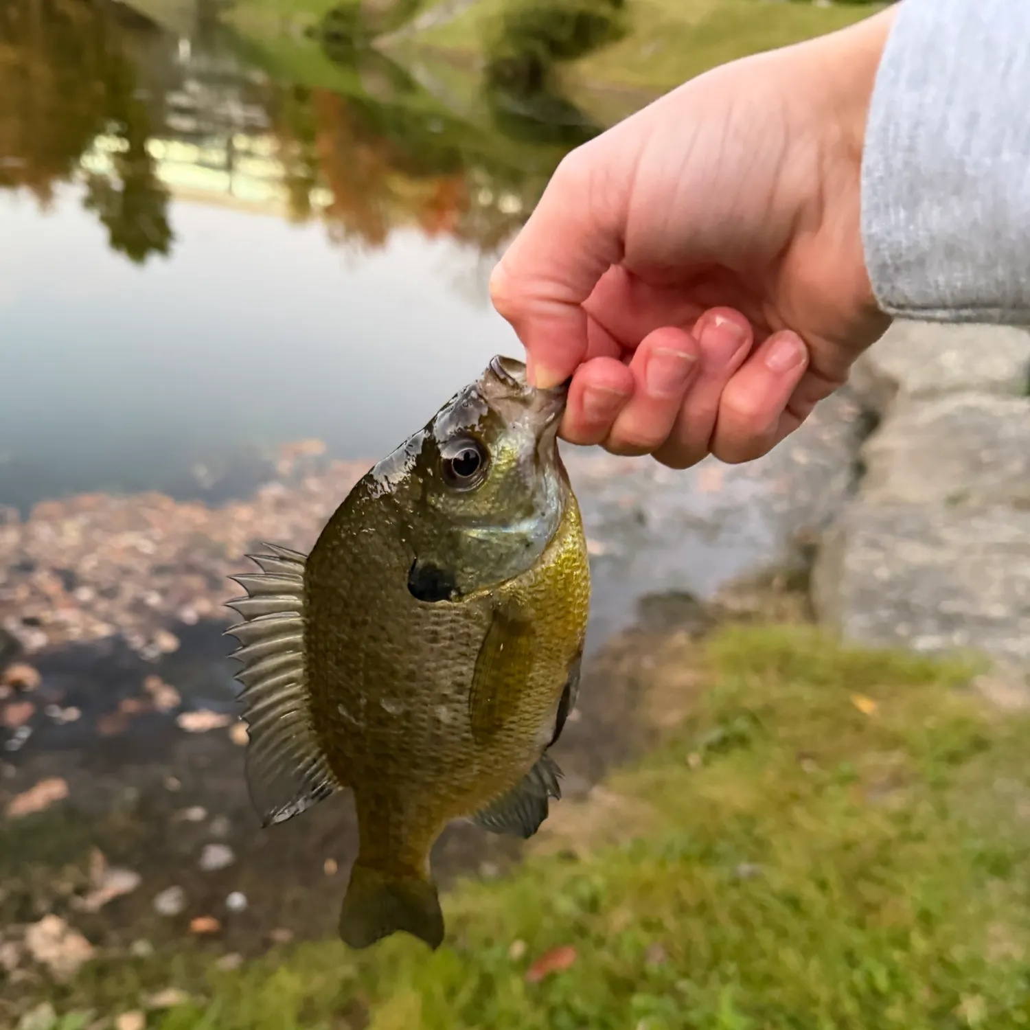 Bluegill caught on Fishbrain