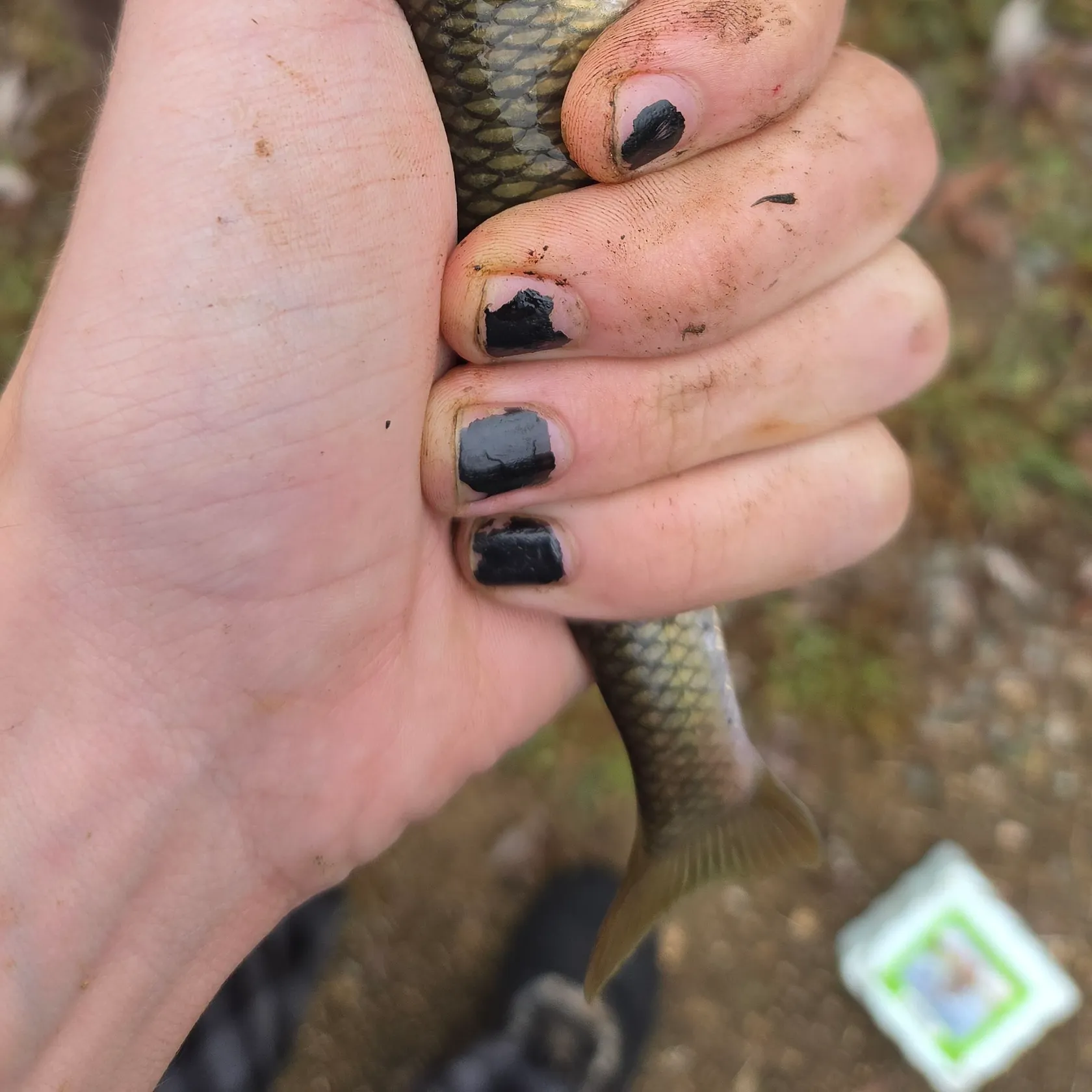 Creek chub caught on Fishbrain