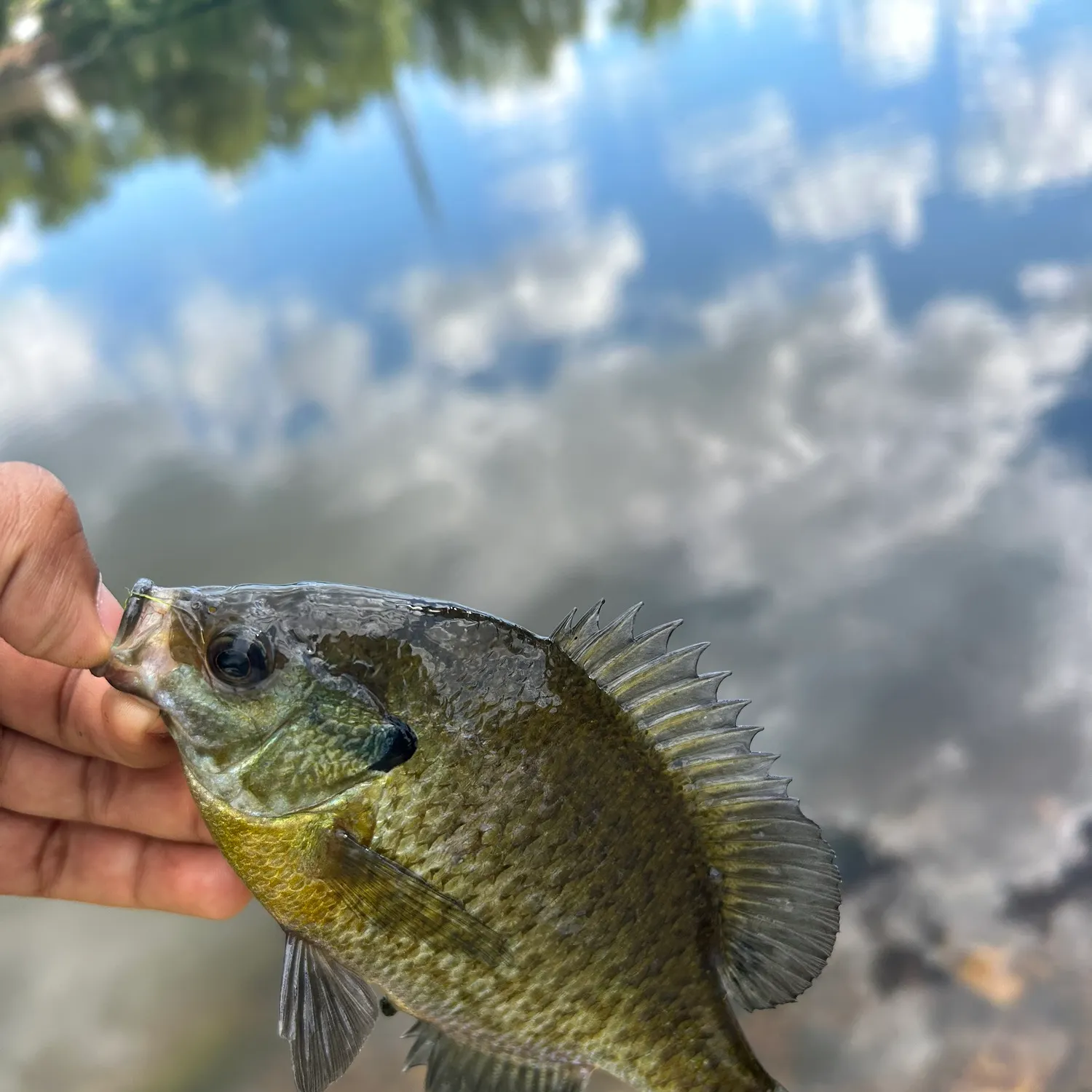 Bluegill caught on Fishbrain