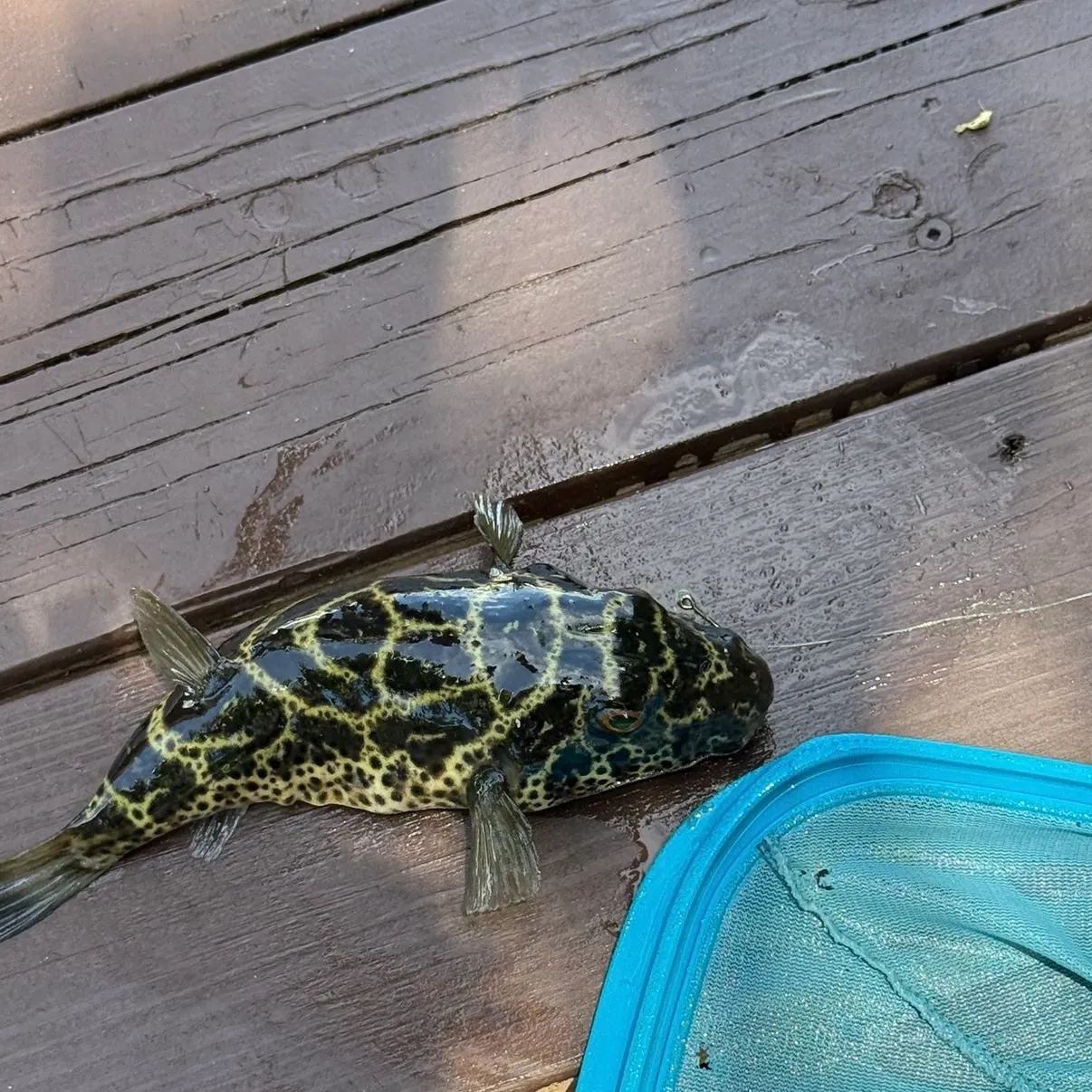 The most recent Northern puffer catches on Fishbrain