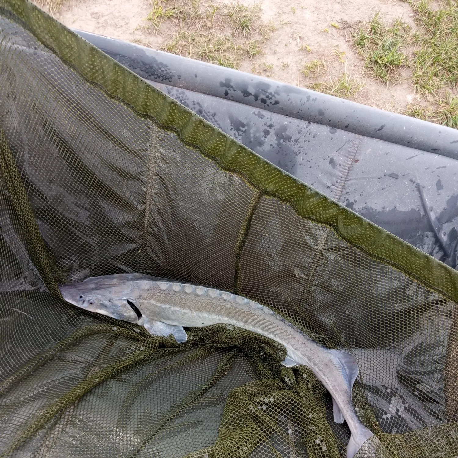 The most recent Green sturgeon catches on Fishbrain
