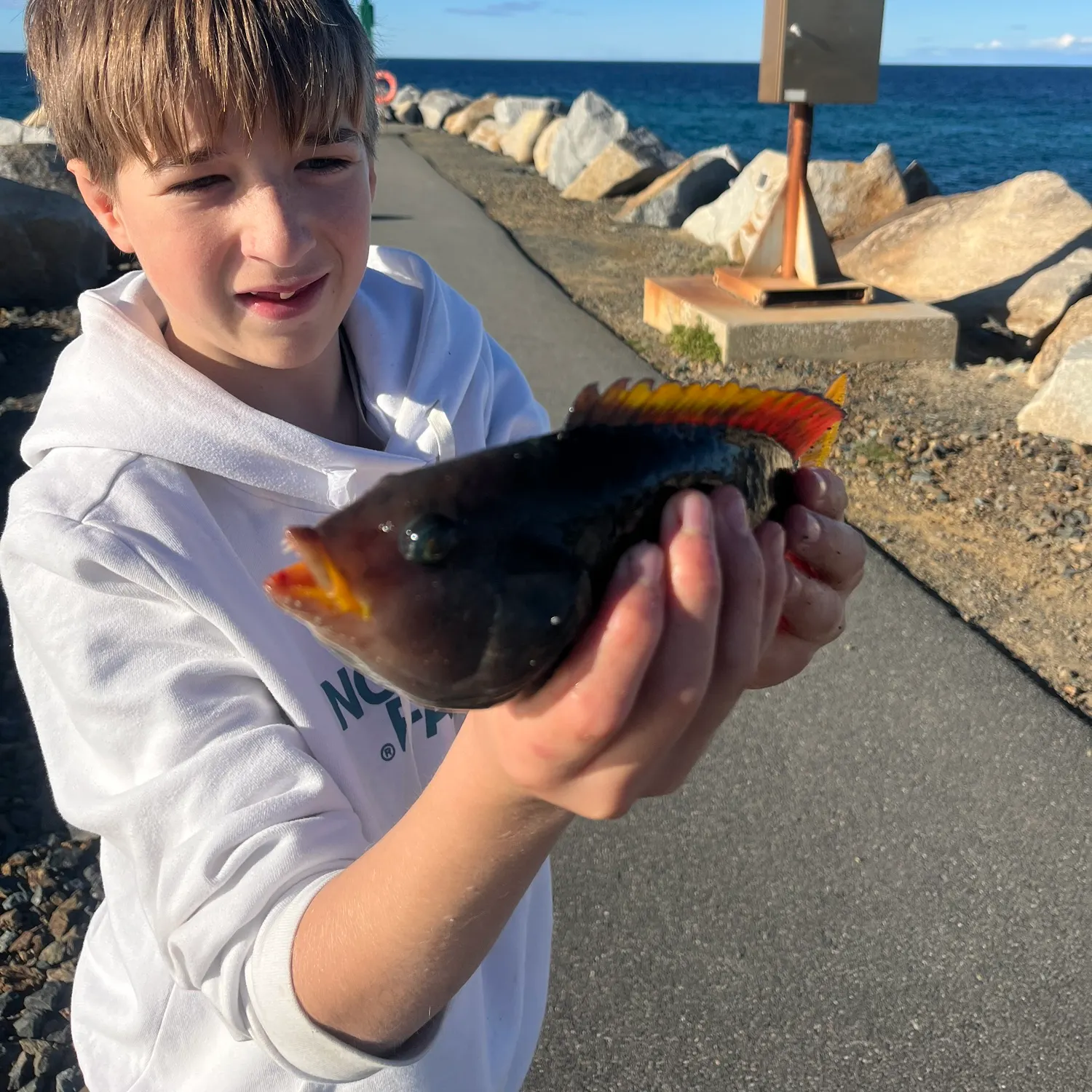 The most recent Zebra fish catches on Fishbrain