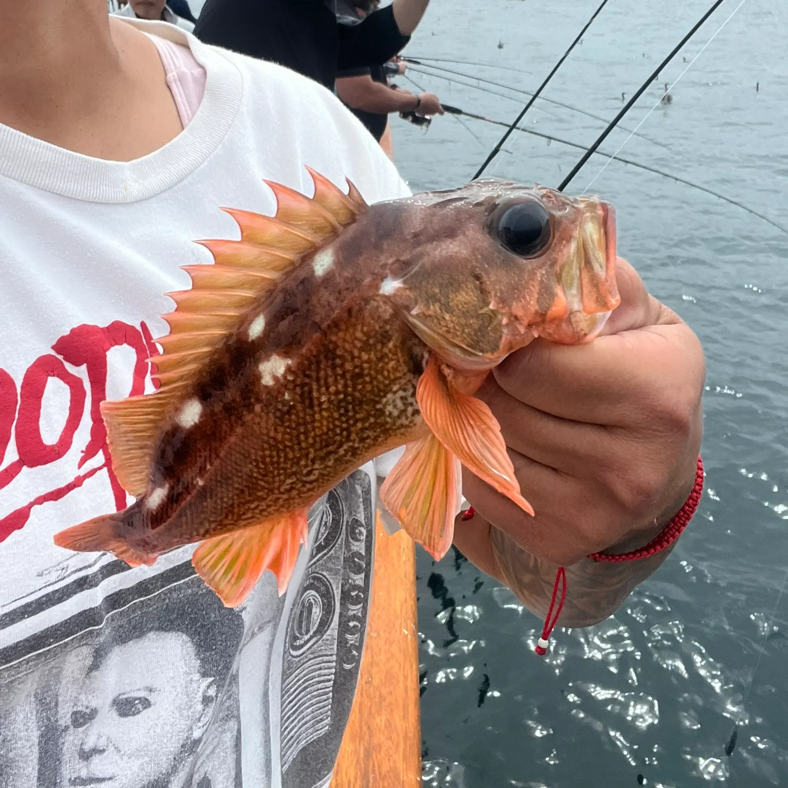 The most recent Honeycomb rockfish catches on Fishbrain