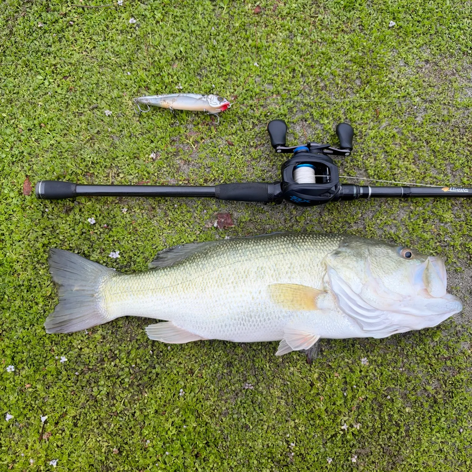 Largemouth bass caught on Fishbrain