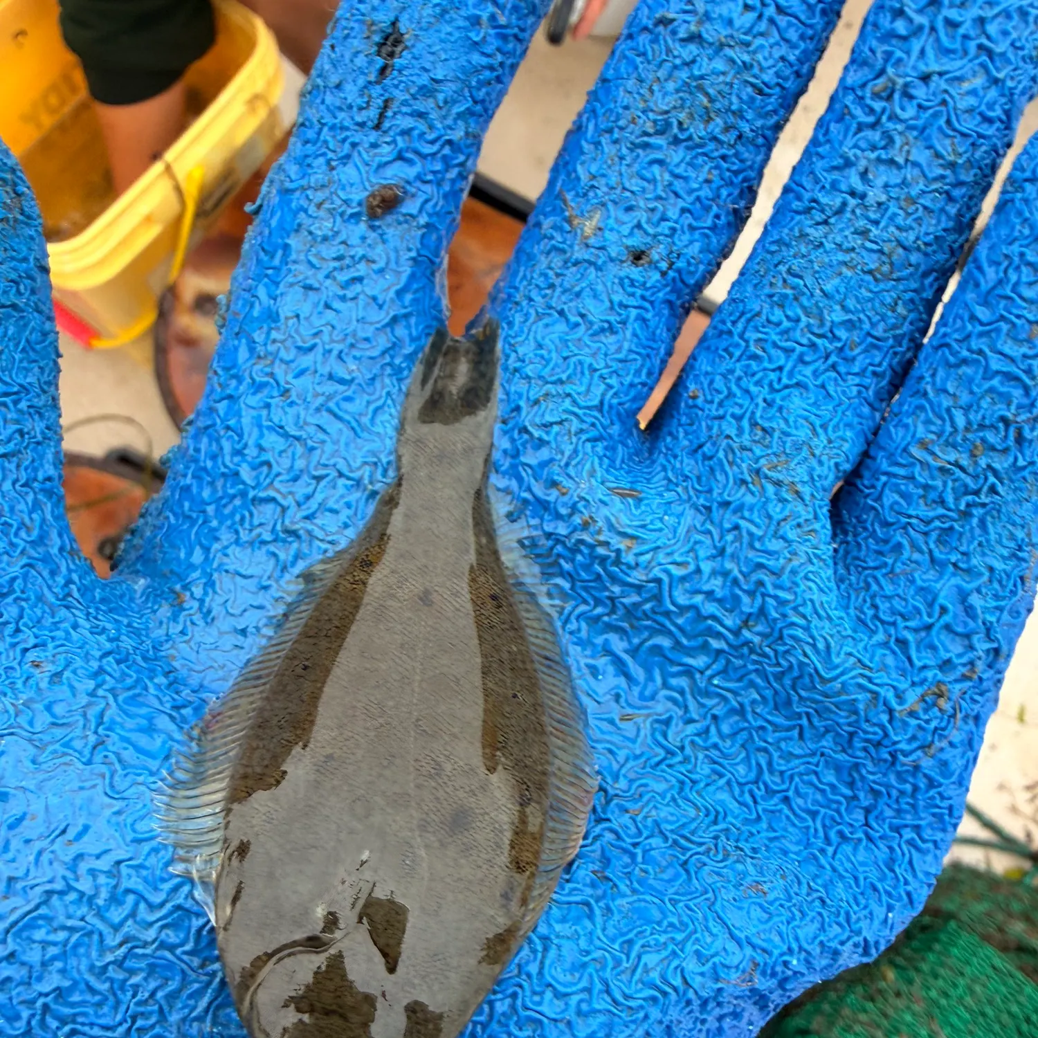 The most recent Winter flounder catches on Fishbrain