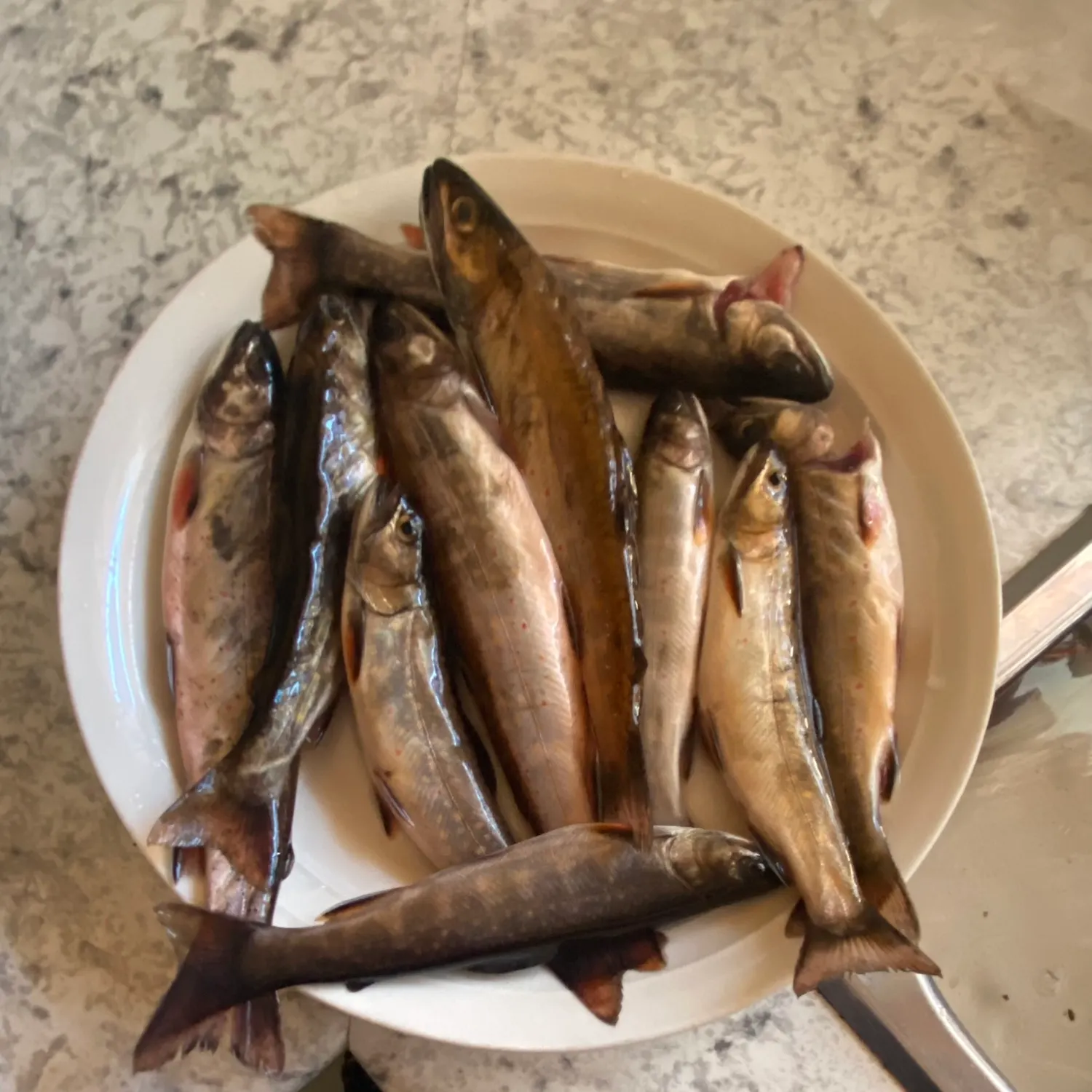 recently logged catches