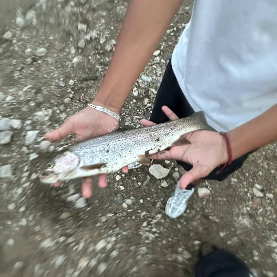 Rainbow trout caught on Fishbrain