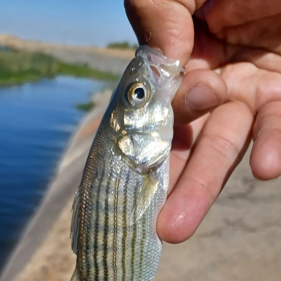 Striped bass caught on Fishbrain