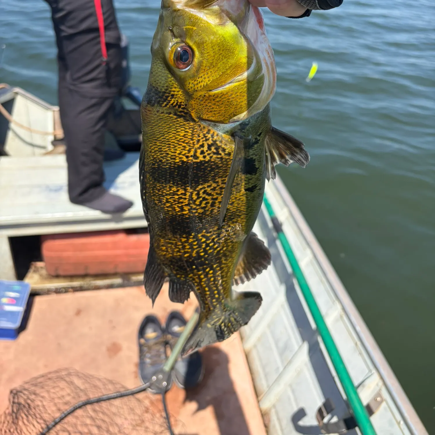 Kelberi peacock bass caught on Fishbrain