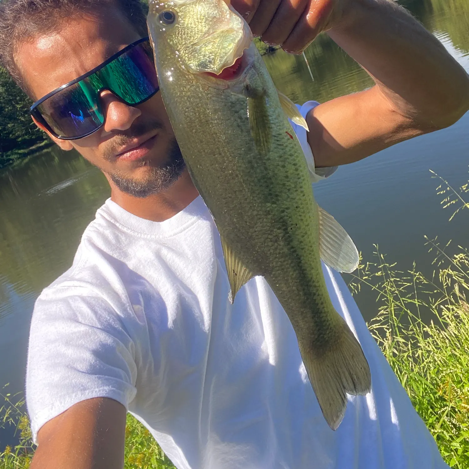 Largemouth bass caught on Fishbrain