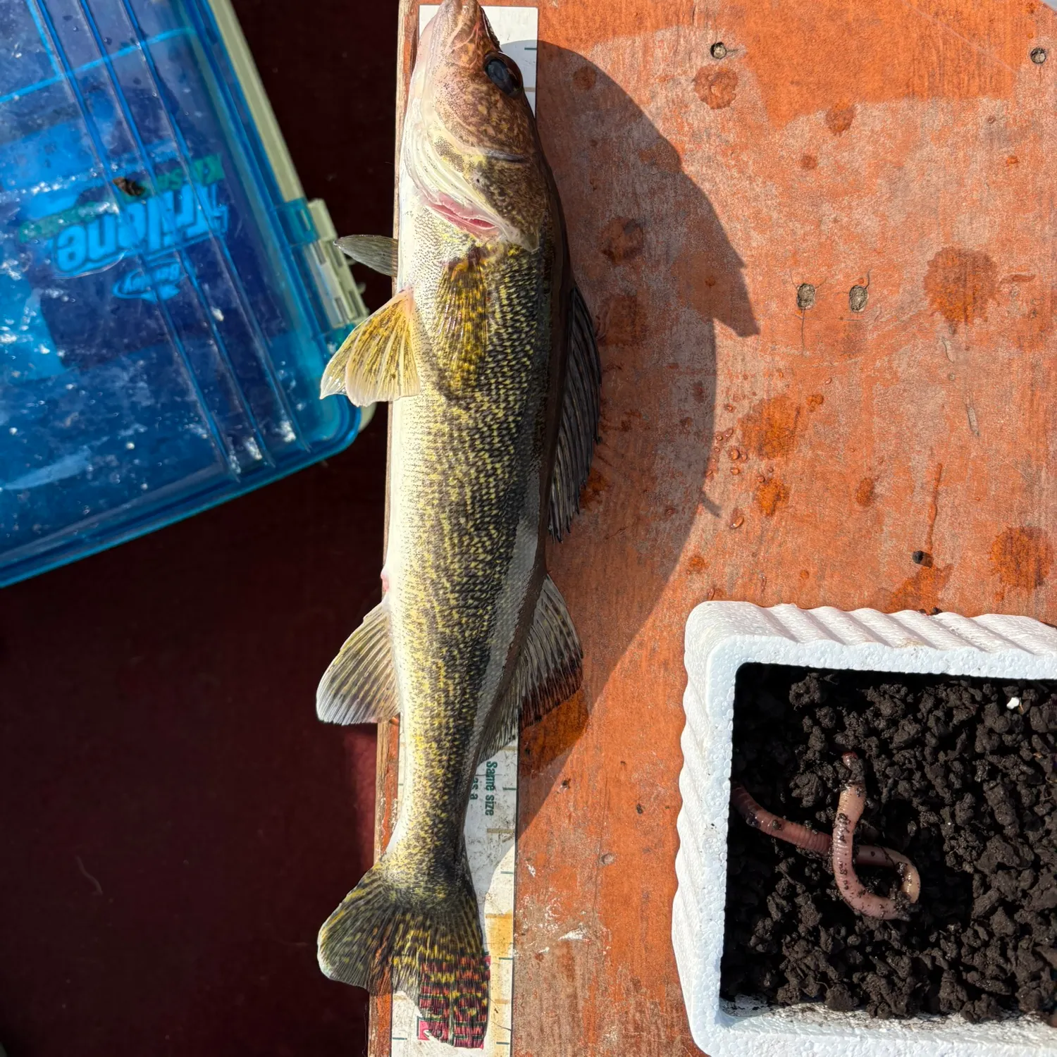 Walleye caught on Fishbrain