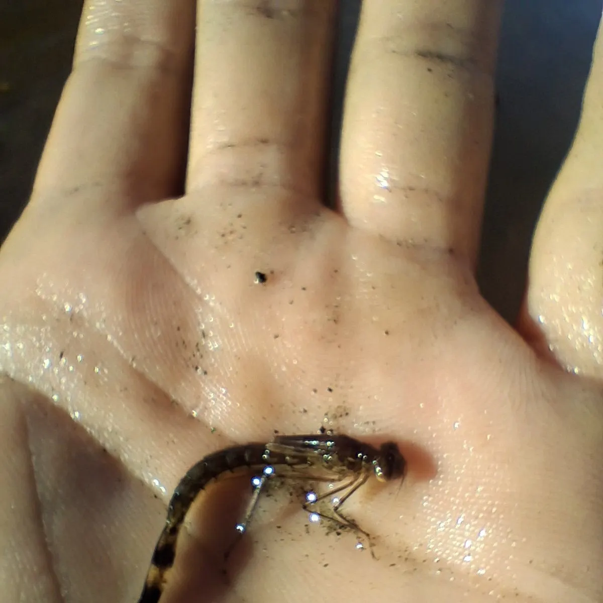 The most recent Reticulated flagtail catches on Fishbrain