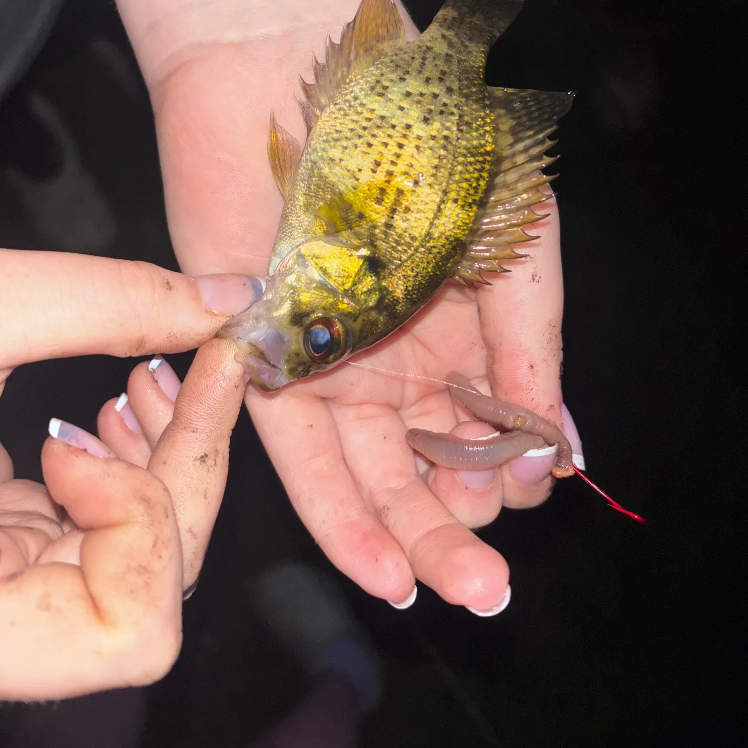 Rock bass caught on Fishbrain