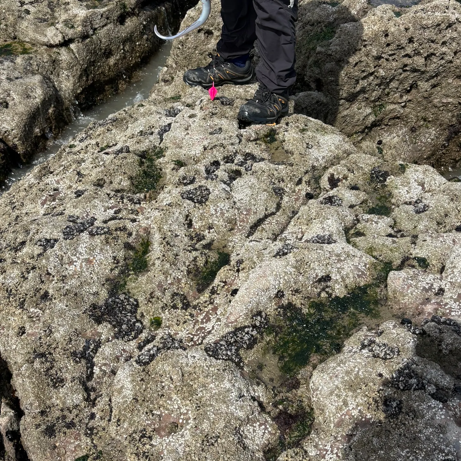 The most recent European conger catches on Fishbrain