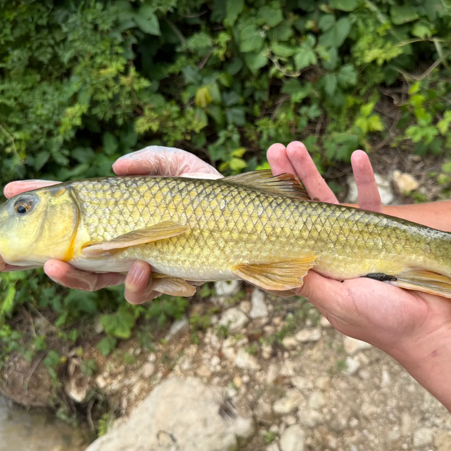 The most recent Golden redhorse catches on Fishbrain