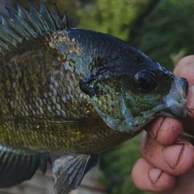 Bluegill caught on Fishbrain