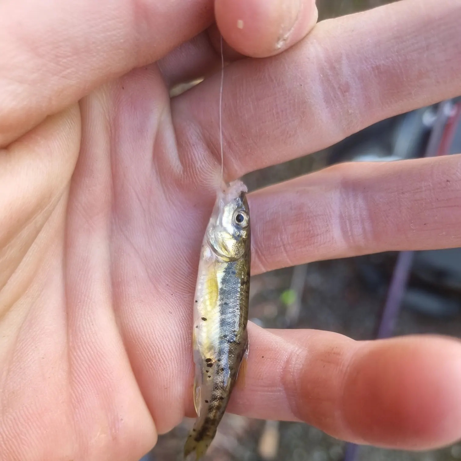 European chub caught on Fishbrain