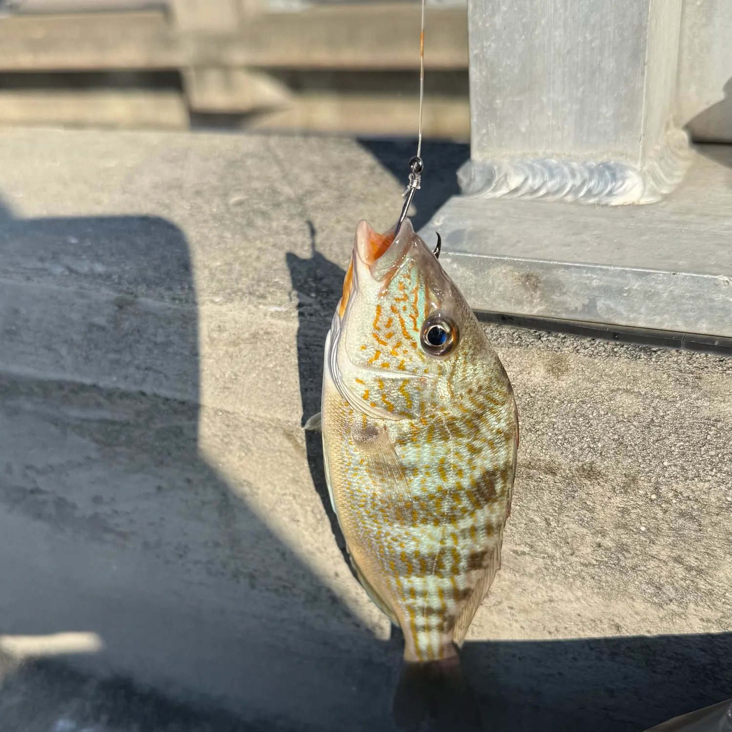 Pinfish caught on Fishbrain