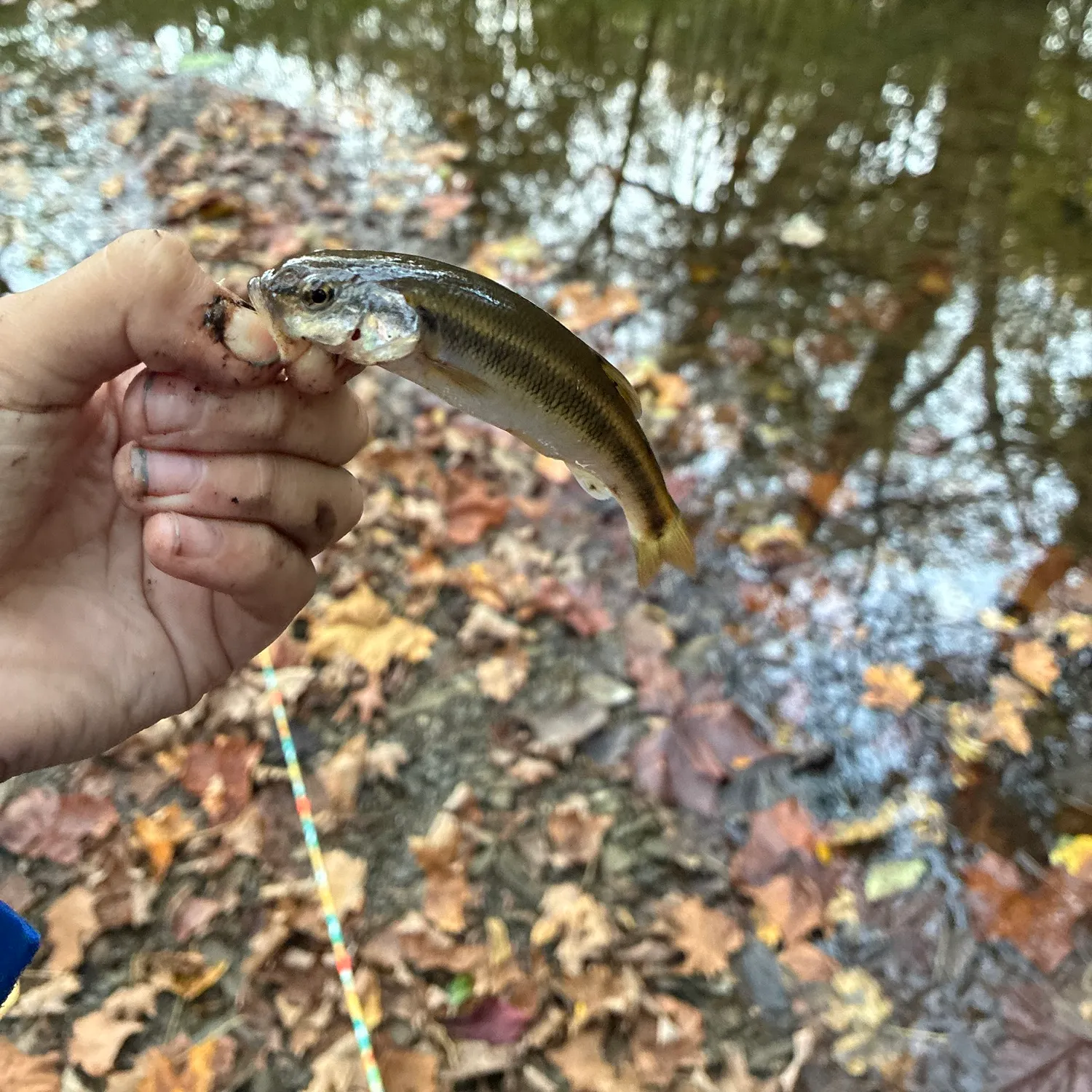 Creek chub caught on Fishbrain