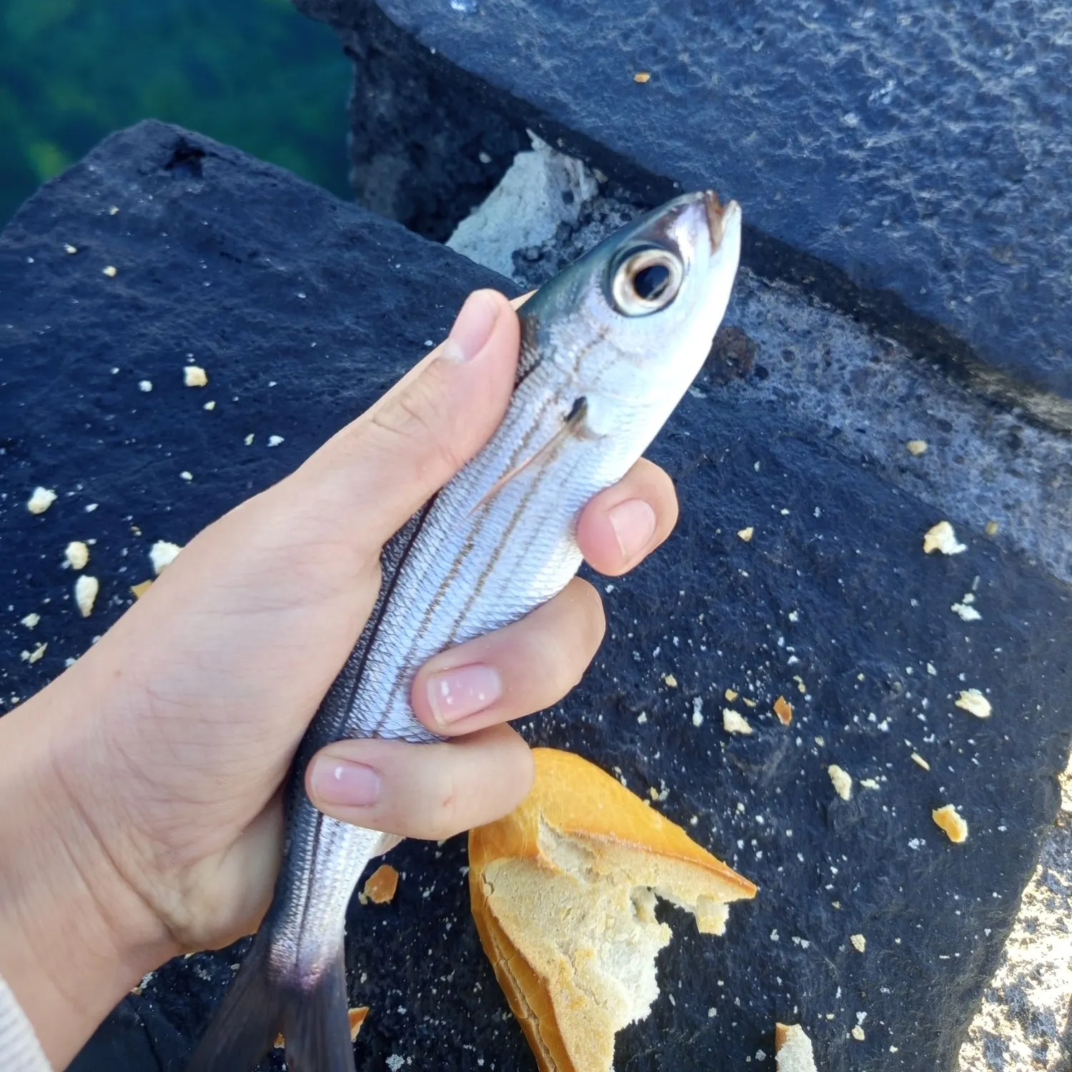 The most recent Bogue catches on Fishbrain