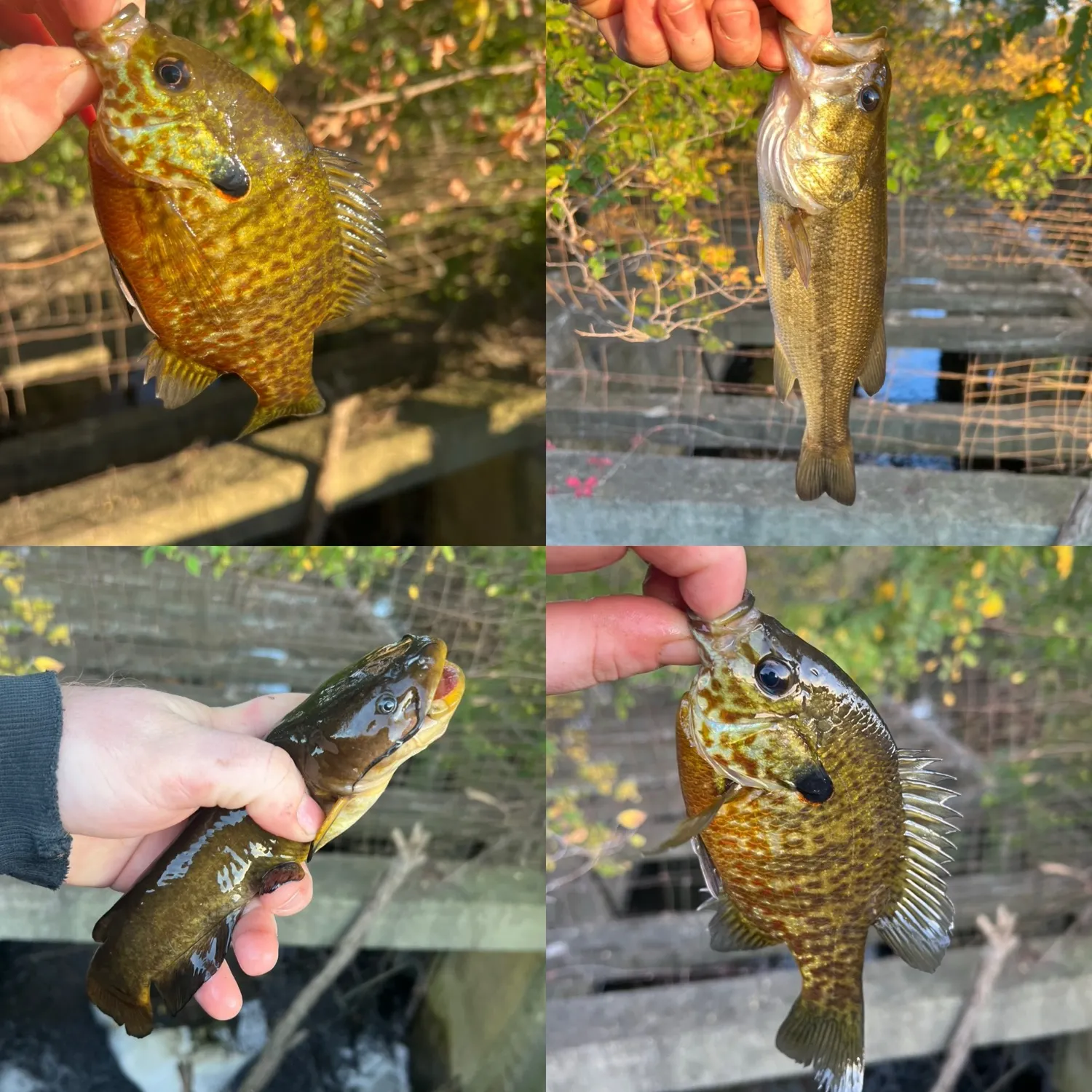 Fish caught on Fishbrain