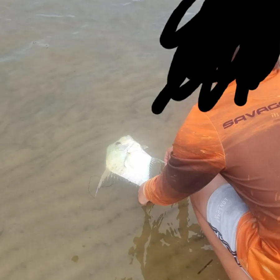 The most recent Indian threadfish catches on Fishbrain