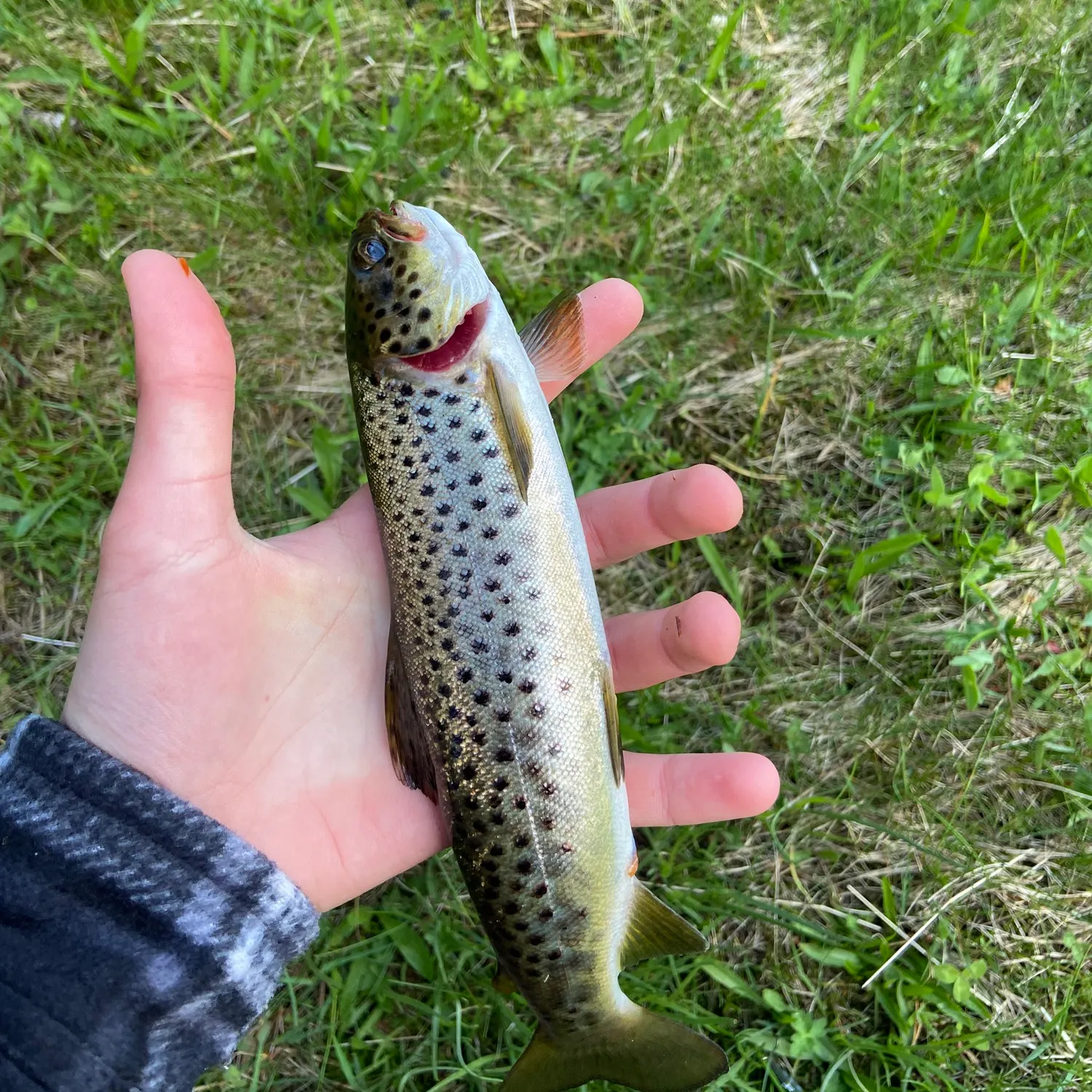 The most recent Sea trout catches on Fishbrain