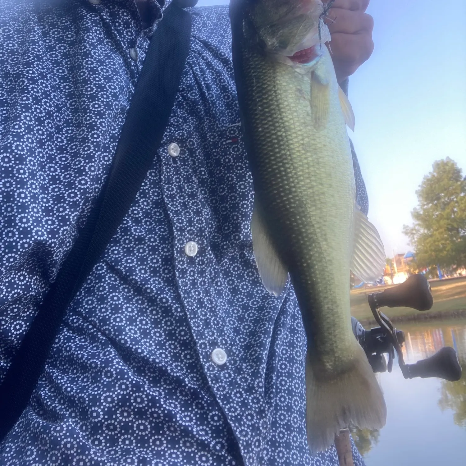 Largemouth bass caught on Fishbrain