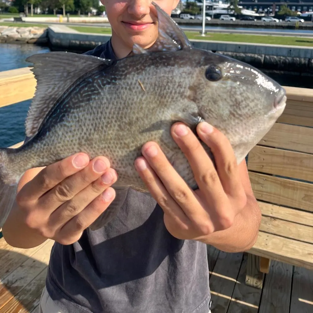 Grey triggerfish caught on Fishbrain