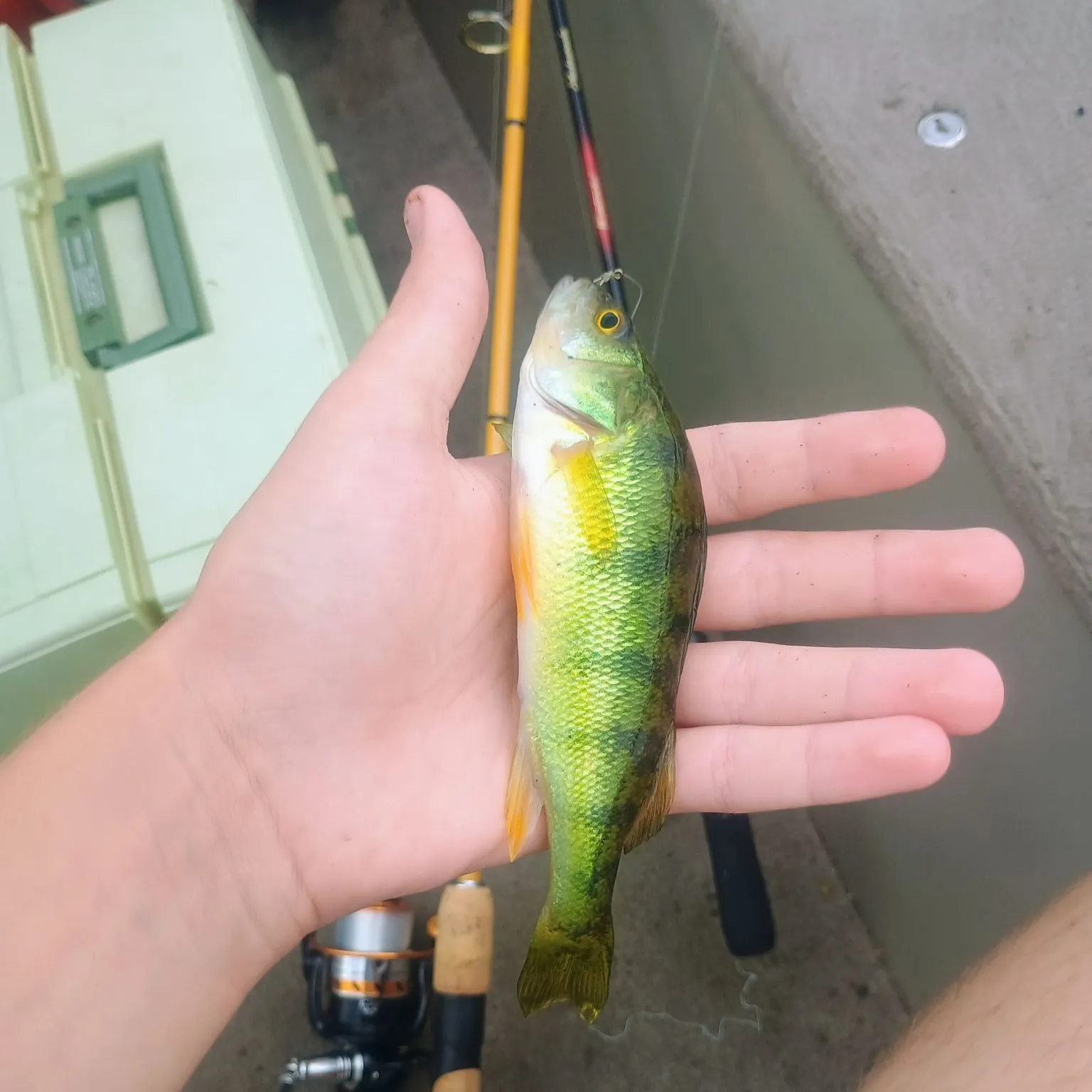 Yellow perch caught on Fishbrain