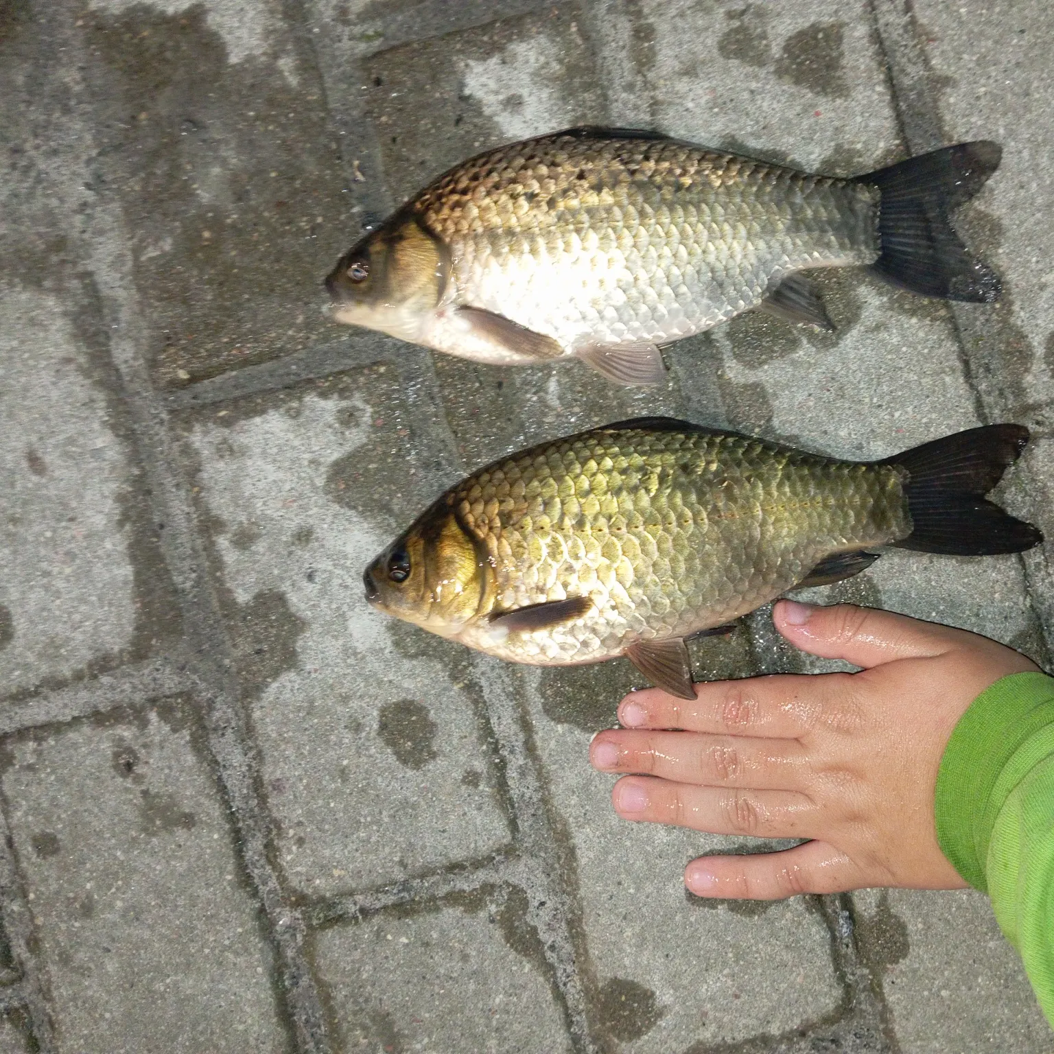 The most recent Crucian carp catches on Fishbrain