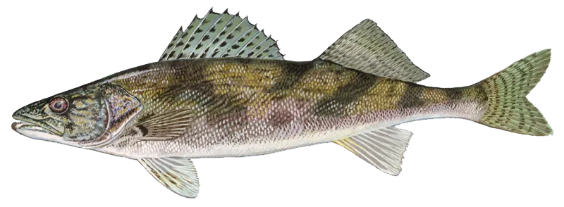 Sauger